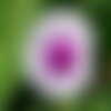 10 graines ipomoea aquatica, liseron d'eau, ipomée aquatique, patate aquatique, kangkong