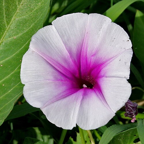 10 graines ipomoea aquatica, liseron d'eau, ipomée aquatique, patate aquatique, kangkong
