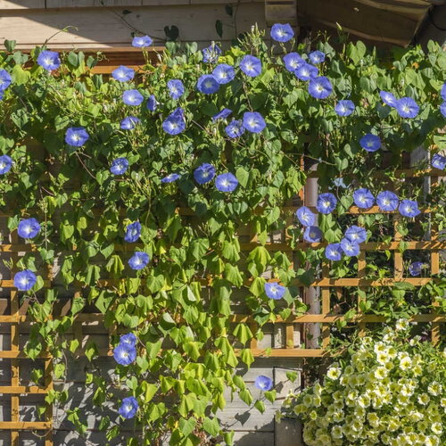 5 graines ipomoea tricolor heavenly blue, ipomée bleue