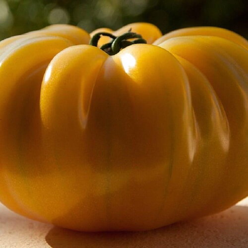 20 graines de tomate brandywine jaune