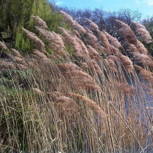 10 graines phragmites australis, roseau commun