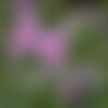 20 graines hibiscus syriacus fleurs violettes hybiscus de syrie ketmie althéa arbuste vivace
