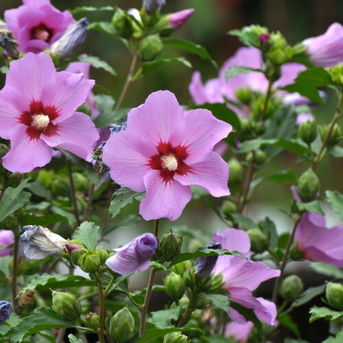20 graines hibiscus syriacus fleurs violettes hybiscus de syrie ketmie althéa arbuste vivace