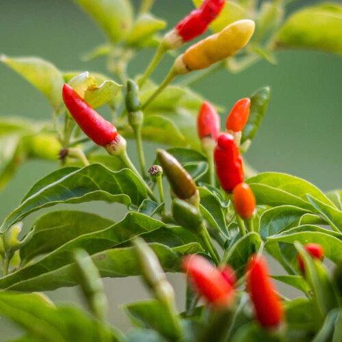 20 graines de piment bird's eye, capsicum frutescens