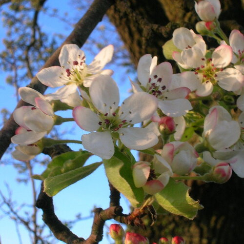 3 graines poirier sauvage, pyrus pyraster