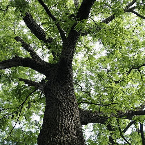 3 graines de noyer noir, noyer d'amérique, juglans nigra
