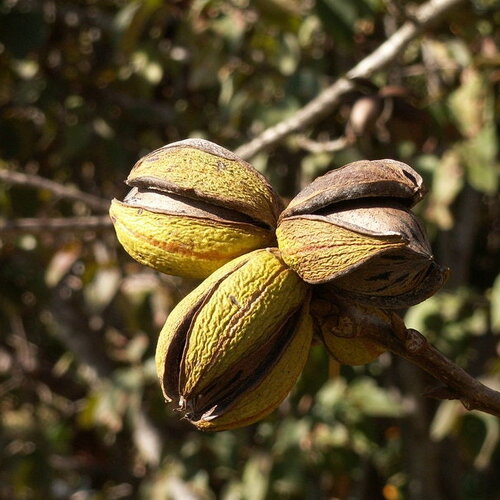 3 graines de pacanier, carya illinoinensis, noyer de pécan