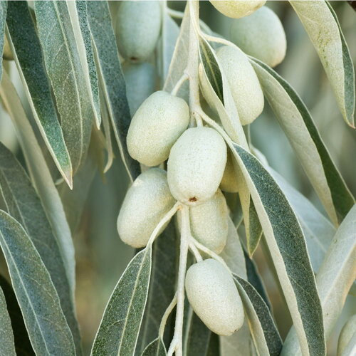 7 graines elaeagnus angustifolia olivier de bohême, arbre d’argent, arbre du paradis, éléagne à feuilles étroites