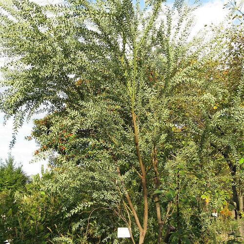 3 graines de acacia cultriformis, mimosa couteau