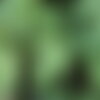 10 graines de houblon, humulus lupulus, houblon grimpant