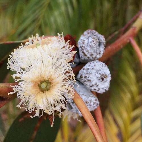 10 graines eucalyptus bicostata, eucalyptus globulus, gommier bleu du sud, gommier bleu
