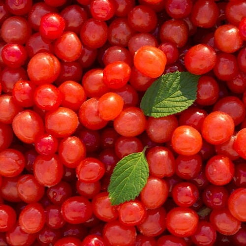 3 graines nanking cherry prunus tomentosa - cerasus tomentosa - ragouminier