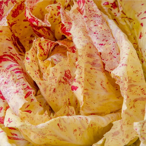 100 graines de chicorée variegata di castelfranco