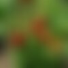 20 graines de tomate cherry maskotka, solanum lycopersicum