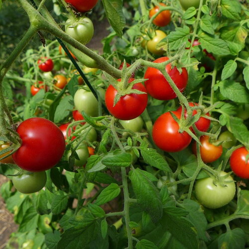 20 graines de tomate cherry maskotka, solanum lycopersicum