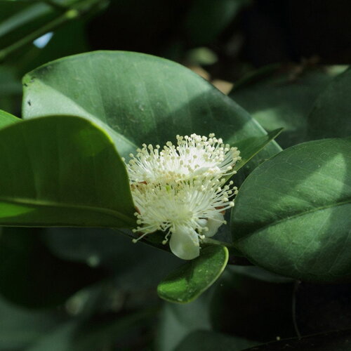 3 graines de psidium cattleianum, goyavier de chine