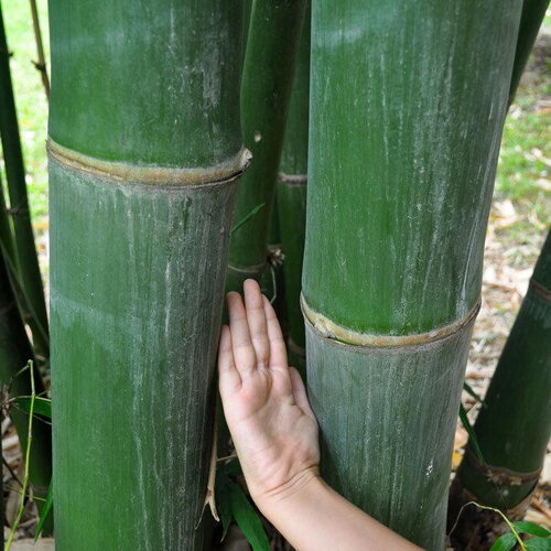 3 graines dendrocalamus latiflorus, bambou géant de taïwan, bambou non traçant