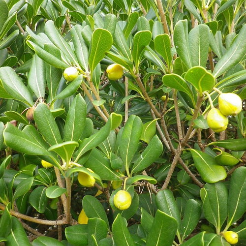 7 graines de pittosporum tobira, pittospore du japon