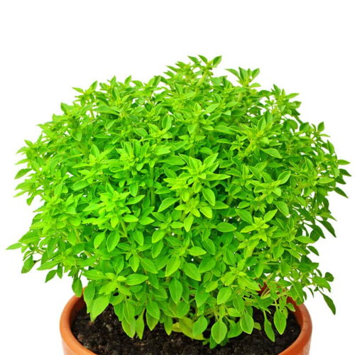 100 graines de basilic &quot;palla compatto&quot;, ocimum basilicum