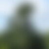 7 graines de pin sylvestre, pinus sylvestris