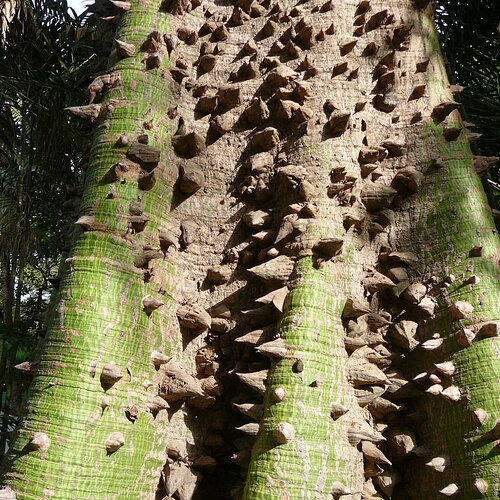 7 graines ceiba pentandra, fromager, fwomajyé, mapou wouj, kapokier, arbre à kapok