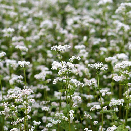 50 graines de sarrasin, fagopyrum esculentum