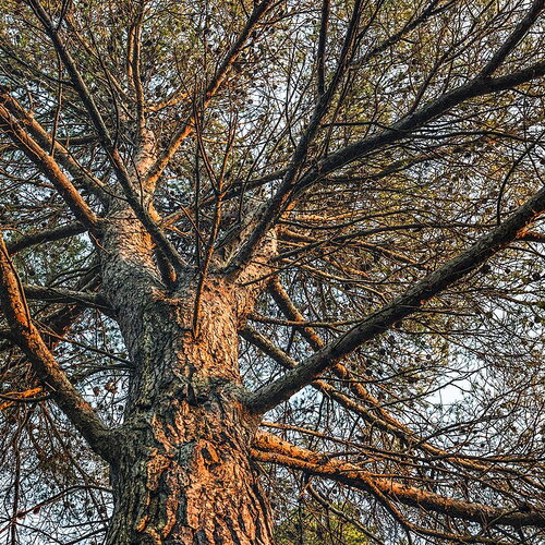 5 graines de pin blanc de provence, pin d'alep, pinus halepensis