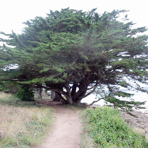 5 graines de cyprès de lambert, cupressus macrocarpa, cyprès de monterey