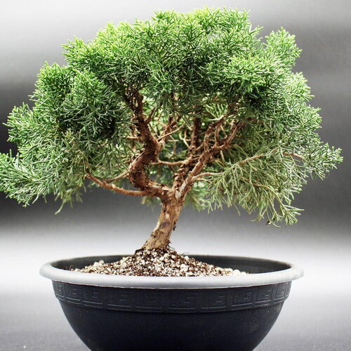 5 graines de genévrier de chine, juniperus chinensis