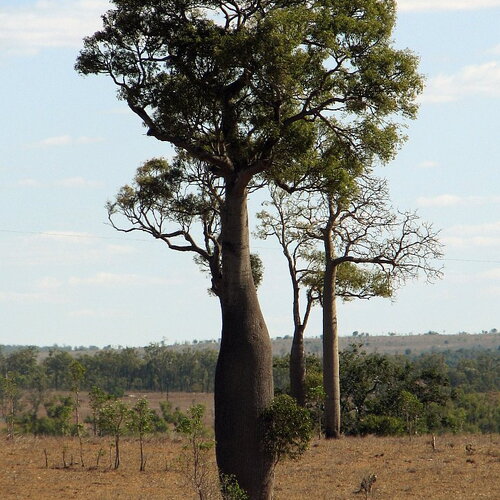 10 graines d'arbre bouteille australien, brachychiton rupestris