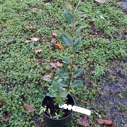 2 plant feijoa, acca sellowiana, goyavier du brésil, racines nues