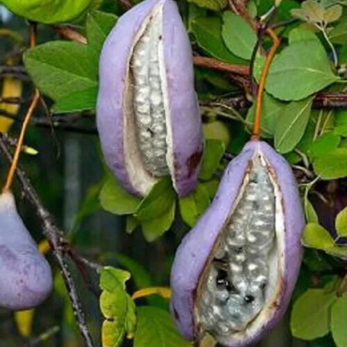3 graines akebia trifoliata, akébie à trois feuilles