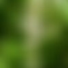 3 graines vitex negundo, gattilier de chine