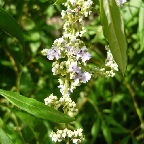 3 graines vitex negundo, gattilier de chine