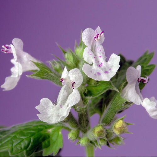 10 graines nepeta cataria citriodora, cataire citronnelle