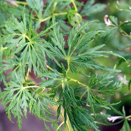 3 graines acer palmatum dissectum viridis fastigiata, érable du japon