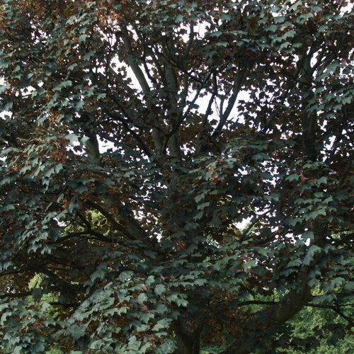 3 graines acer pseudoplatanus atropurpureum, érable sycomore atropurpureum