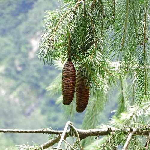 3 graines picea smithiana, épicéa de smith, picea morinda