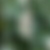 3 graines dorycnium hirsutum, bonjeanie, dorycnie hirsute, pied-de-coq