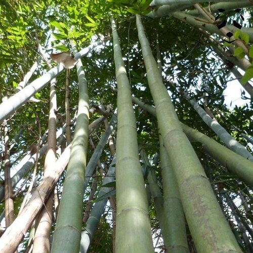 3 graines dendrocalamus calostachyus, bambou non traçant