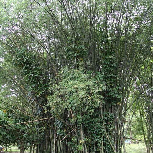 3 graines bambusa polymorpha, bambou non traçant