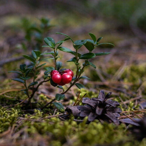 10 graines de canneberge american cranberry vaccinium macrocarpon