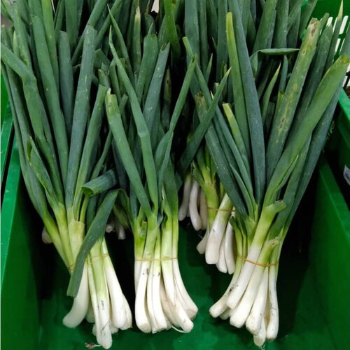 50 graines de oignon poireau ishikura long white, allium fistulosum