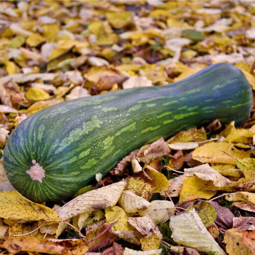 20 graines de courge pleine de naples, courge musquée &quot;lunga piena di na&quot;