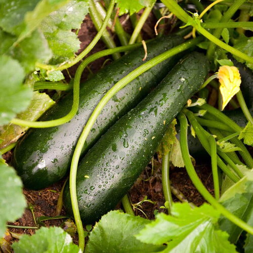 20 graines de courgette black beauty, cucurbita pepo