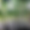 50 graines radis blanc du japon minowase daïkon raphanus sativus