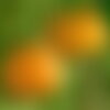 10 graines de potimarron uchiki kuri, cucurbita maxima
