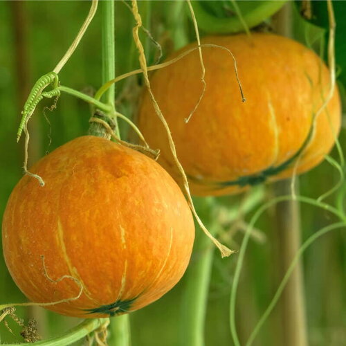 10 graines de potimarron uchiki kuri, cucurbita maxima
