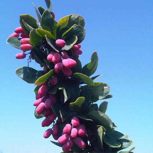 3 graines berberis vulgaris var. seroi, épine-vinette