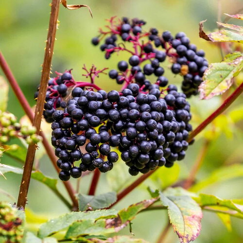 20 graines sureau noir sambucus nigra elderberry / fekete